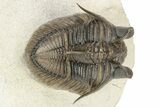 Amazing, Tower Eyed Erbenochile Trilobite - Morocco #232765-2